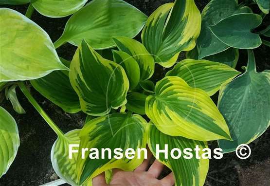 Hosta Pearly Gates